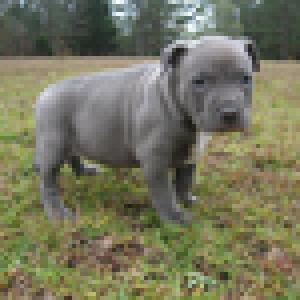 thickbluepitbullpups